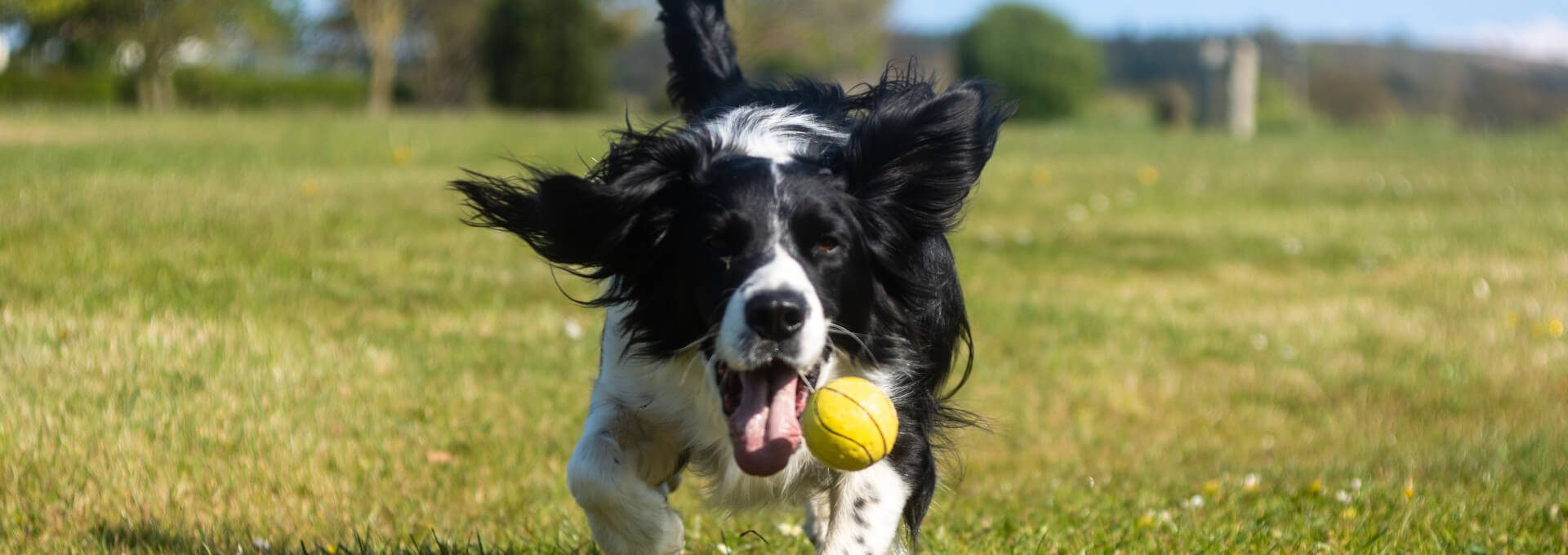 a dog running with a ball in its mouth at The  Apiary