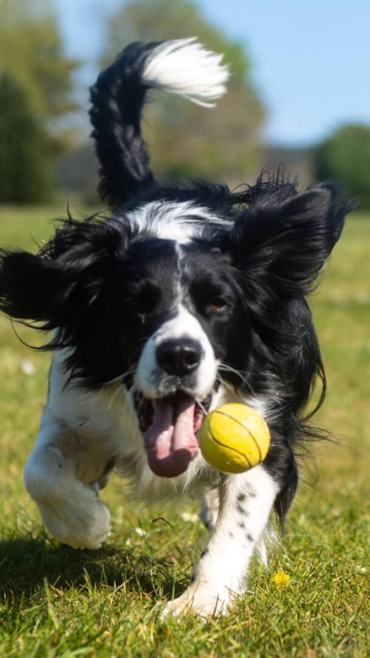 a dog running with a ball in its mouth at The  Apiary